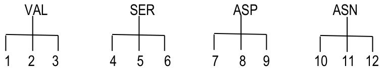 Quatre ARNt schématisés, portant VAL, SER, ASP et ASN ; sous chacun, trois bases numérotées : 1 2 3, 4 5 6, 7 8 9 et 10 11 12