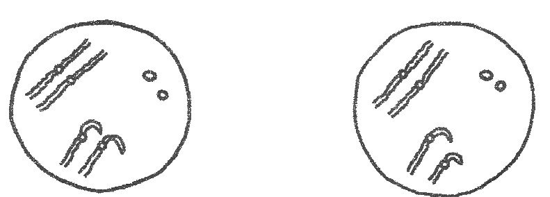 Deux cellules en division vues au microscope : chacune contient deux paires de chromosomes à deux chromatides, appariés côte à côte