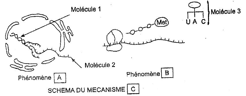 Schéma du mécanisme C : phénomène A avec les molécules 1 et 2 dans une enveloppe discontinue, phénomène B avec une chaîne de perles terminée par Met, molécule 3 portant les bases U A C