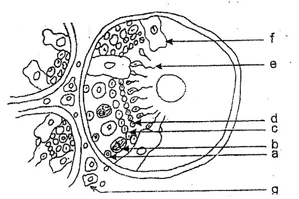 Document de la partie B : coupe d’un organe de l’appareil reproducteur mâle, cellules repérées par les lettres a à g