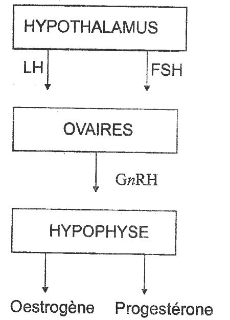 Schéma à corriger : HYPOTHALAMUS, flèches LH et FSH vers OVAIRES, flèche GnRH vers HYPOPHYSE, puis flèches vers Oestrogène et Progestérone