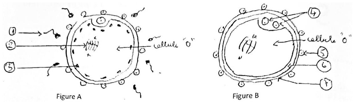 Figures A et B dessinées à la main. Figure A : grande cellule ronde « o » à enveloppe double, entourée de petites cellules et d’éléments à flagelle. Elle montre un petit corps dans une encoche en haut, des granules sombres sous l’enveloppe et des chromosomes sur un fuseau. Légendes : 1 (élément à flagelle), 2 (chromosomes), 3 (granule sombre sous l’enveloppe). Figure B : cellule « o » entourée de petites cellules, sans élément à flagelle. Elle montre deux petits corps en haut (4), une figure de chromosomes au centre et une enveloppe à trois traits. Légendes : 5 (petite cellule externe), 6 (espace sous l’enveloppe), 7 (trait externe de l’enveloppe).