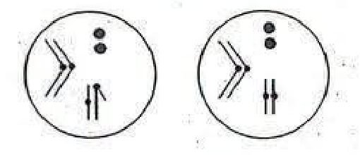 Deux cellules rondes : chacune contient une paire de grands chromosomes en V accolés, une paire de petits chromosomes ponctiformes et une paire de chromosomes en bâtonnet ; dans la cellule de gauche les deux bâtonnets sont de forme différente, dans celle de droite ils sont identiques