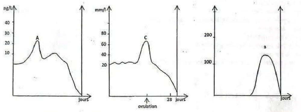 Trois graphiques en fonction du temps en jours : courbe A en ng/l avec un pic avant l’ovulation puis un second maximum plus faible et une chute en fin de cycle ; courbe C en mm/l avec un pic à l’ovulation ; courbe B nulle en première moitié de cycle puis en cloche jusqu’à environ 130 avant de retomber à zéro