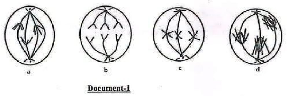 Document 1 : quatre schémas de cellules en méiose notés a, b, c, d ; a : chromosomes à deux chromatides migrant vers les pôles du fuseau ; b : chromosomes à une chromatide en V, trois vers chaque pôle ; c : trois chromosomes en X alignés à l’équateur du fuseau ; d : chromosomes condensés groupés en trois amas, fuseau en place