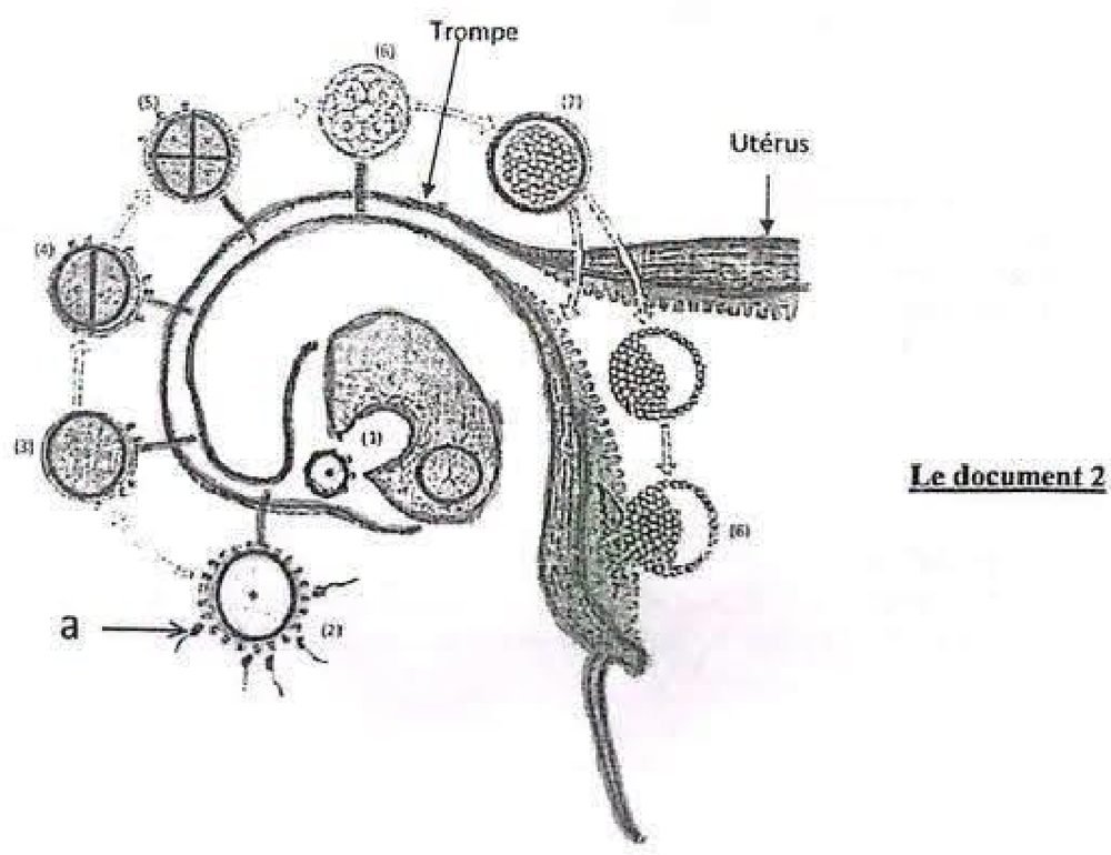 Document 2 : ovaire, trompe et utérus en coupe ; (1) libération d’une cellule par l’ovaire ; (2) cellule entourée de spermatozoïdes, dont un désigné par la flèche a ; (3) cellule unique ; (4) deux cellules ; (5) quatre cellules ; (6) et (7) amas de cellules de plus en plus nombreuses ; puis, dans l’utérus, une sphère creuse et (8) son enfoncement dans la paroi utérine