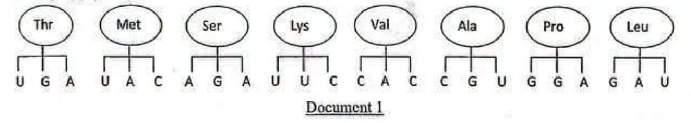 Document 1 : huit ARNt présentés en désordre, chacun portant son acide aminé et son anticodon : Thr (UGA), Met (UAC), Ser (AGA), Lys (UUC), Val (CAC), Ala (CGU), Pro (GGA), Leu (GAU)