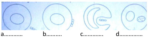 Quatre schémas a, b, c, d : un globule blanc et des microbes, d’abord à distance, puis collés à la cellule, puis entourés par elle, enfin enfermés dans une vacuole