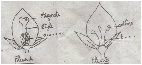 Fleur A : stigmate, style et légende a dans l’ovaire, sans étamines ; Fleur B : anthère et légende b sur les étamines, sans pistil